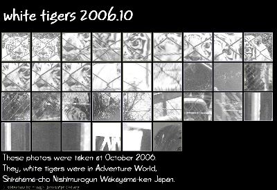 White Tigers 2006.10