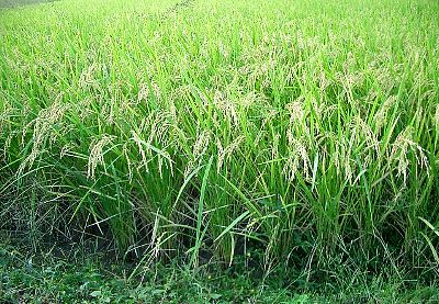 rice field