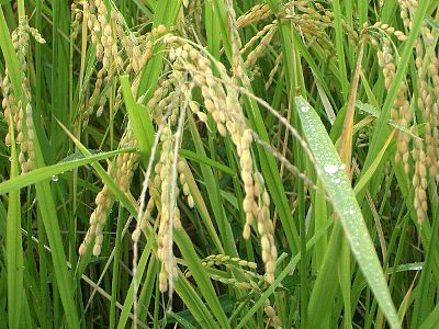 rice field