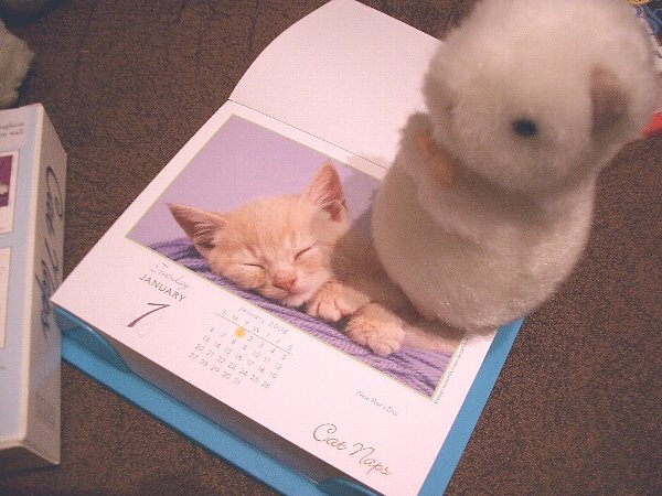 Cat Naps 2008 Calendar