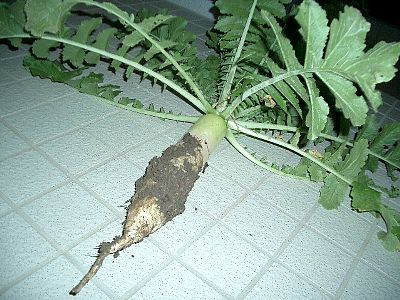 daikon radish