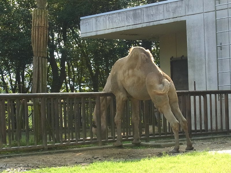 とべ動物園