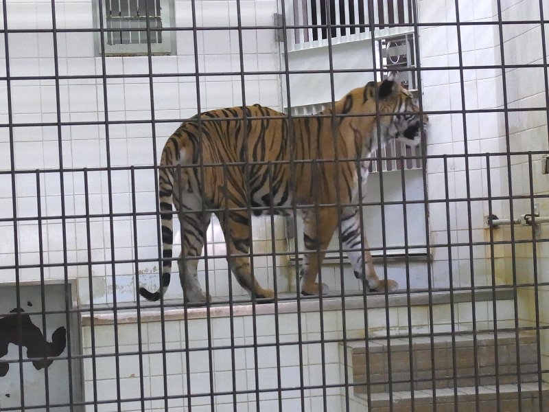 とべ動物園