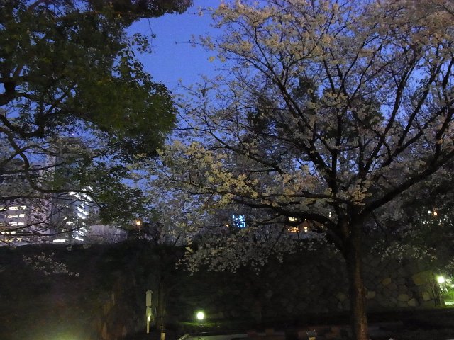 愛知県図書館の桜(もしかして梅？)