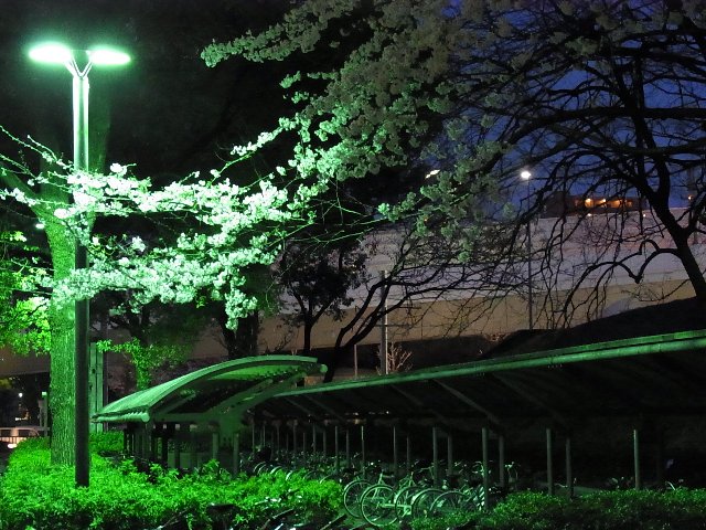 愛知県図書館の桜(もしかして梅？)