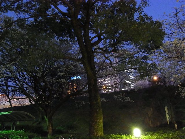 愛知県図書館の桜(もしかして梅？)