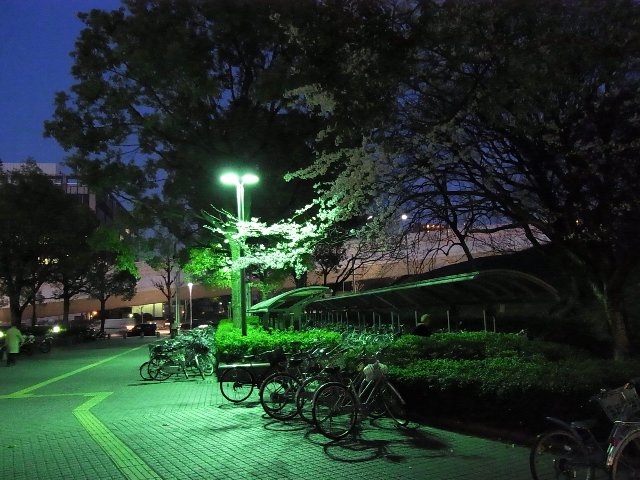 愛知県図書館の桜(もしかして梅？)