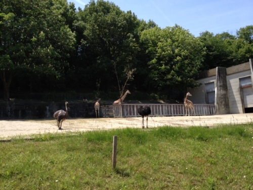 東山動植物園 Higashiyama Zoo