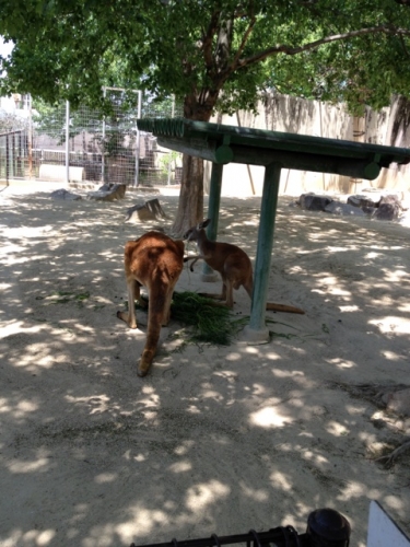 東山動植物園 Higashiyama Zoo