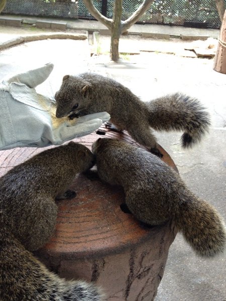 岐阜公園、金華山ロープウェー、リス村、岐阜城