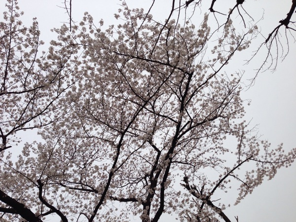 新道中央公園の桜