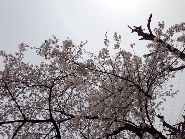 新道中央公園の桜
