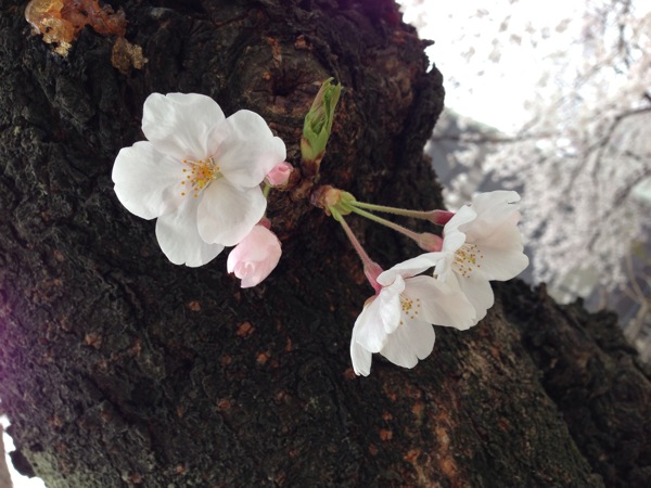 新道中央公園の桜