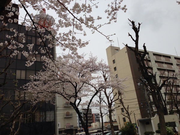 新道中央公園の桜