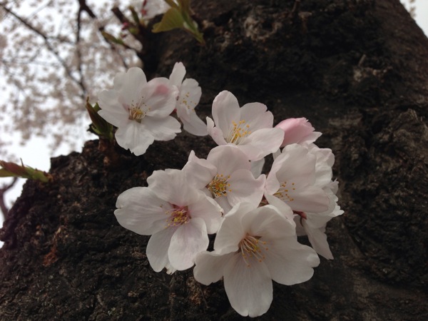 新道中央公園の桜