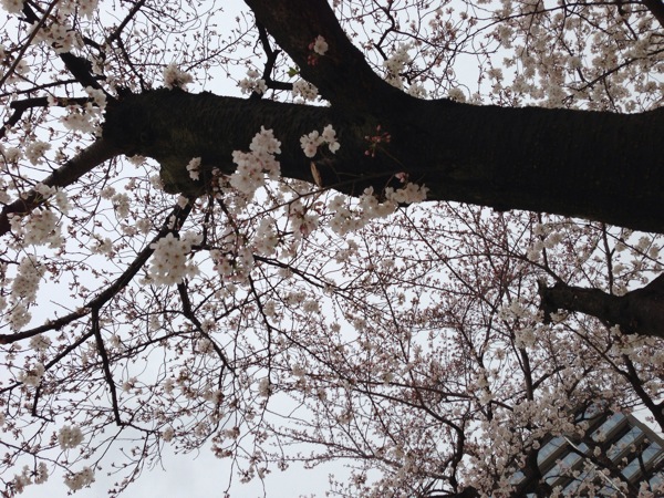 新道中央公園の桜