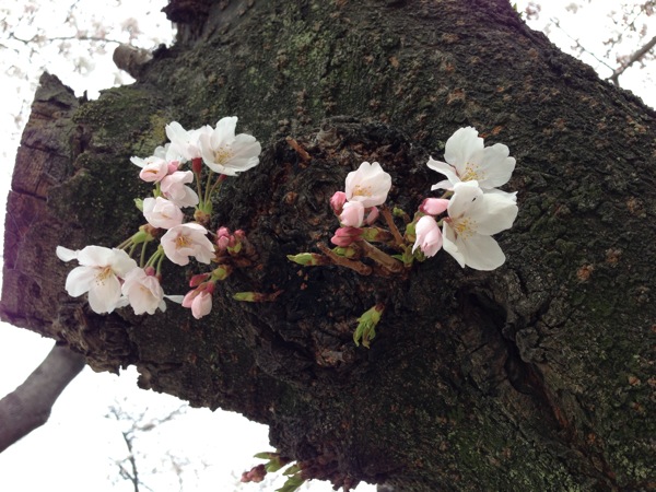 新道中央公園の桜