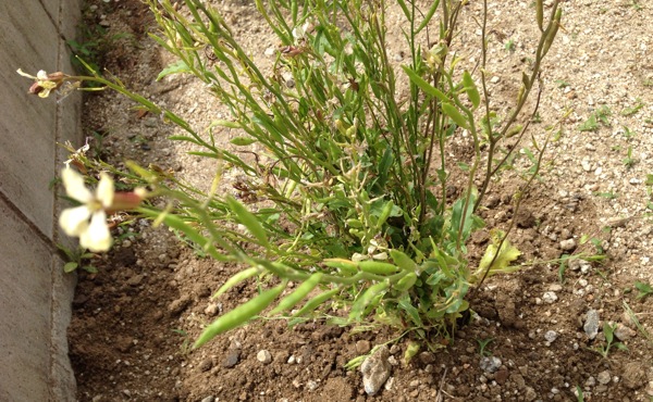 豆のようなものがなる花