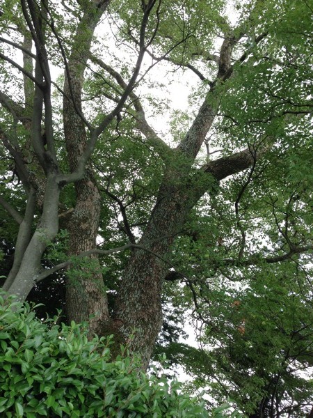 烏杜天神社