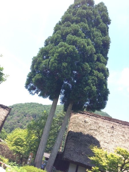 下呂温泉 合掌村 夫婦杉