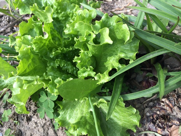 庭に植えたレタスが離れたところに侵出