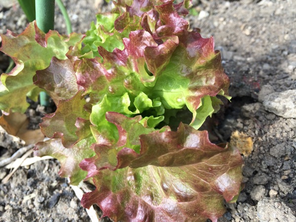 庭に植えたレタスが離れたところに侵出