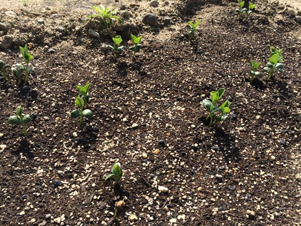 枝豆の種を植えて2週間