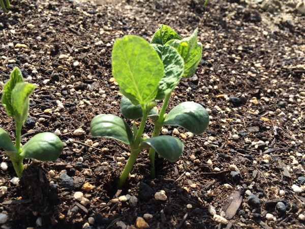 枝豆の種を植えて2週間