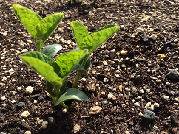 枝豆の種を植えて2週間