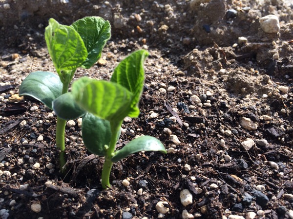 枝豆の種を植えて2週間