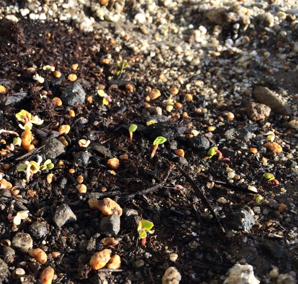 ベビーラディッシュの芽が出た