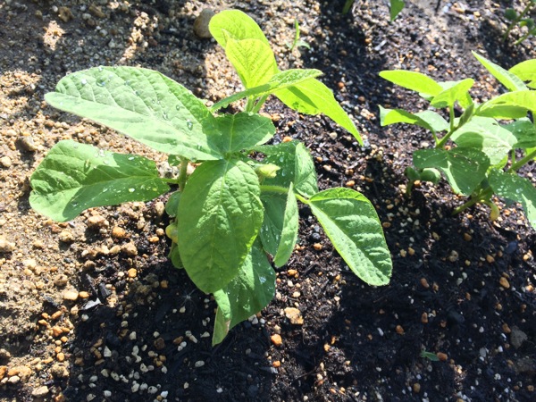 枝豆の種を植えて3週間