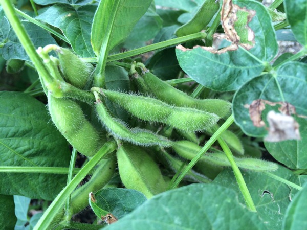 枝豆を収穫。塩茹でにして食べる (枝豆の種を蒔いて71日)