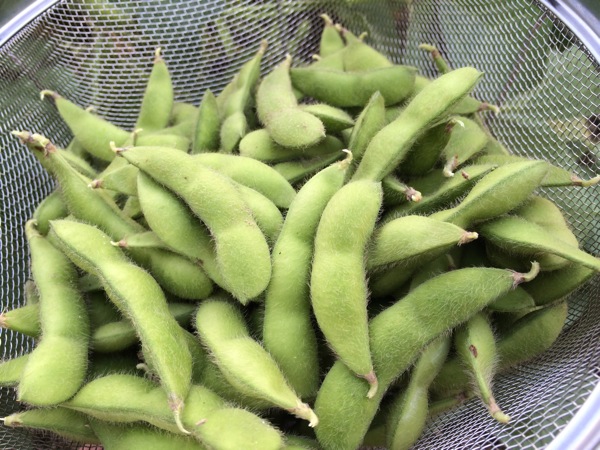 枝豆を収穫。塩茹でにして食べる (枝豆の種を蒔いて71日)