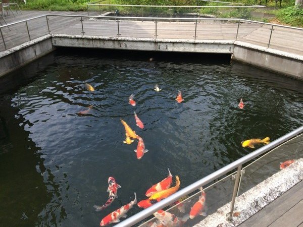 道の駅 古今伝授の里 やまと