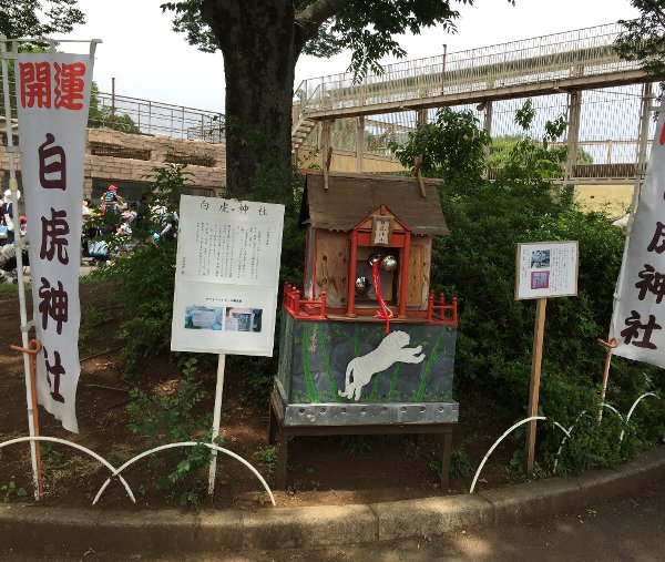 四つ子のホワイトタイガーの赤ちゃんに会ってきた (埼玉県 東武動物公園)