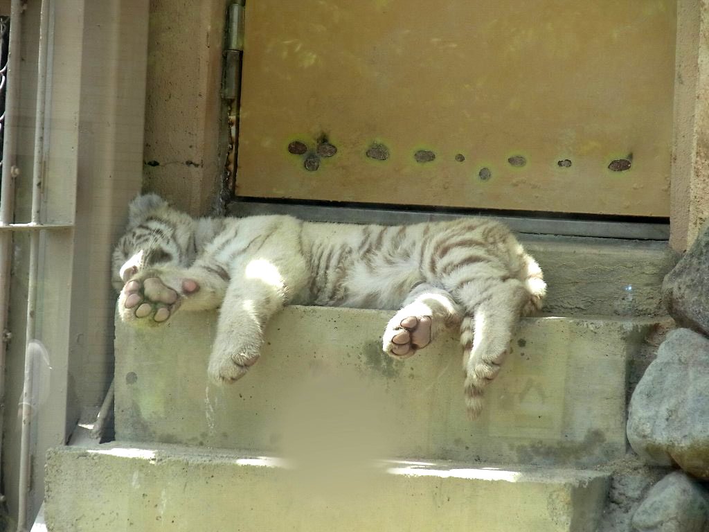 四つ子のホワイトタイガーの赤ちゃんに会ってきた (埼玉県 東武動物公園)