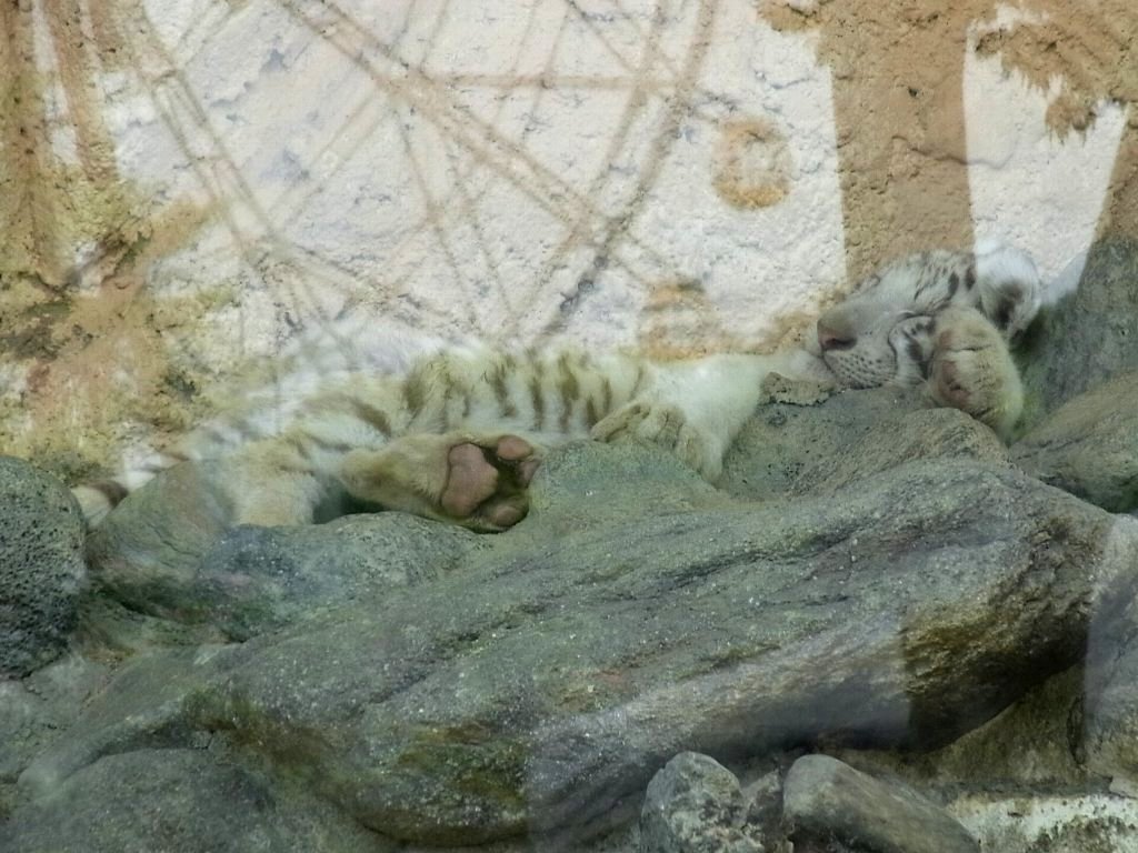 四つ子のホワイトタイガーの赤ちゃんに会ってきた (埼玉県 東武動物公園)
