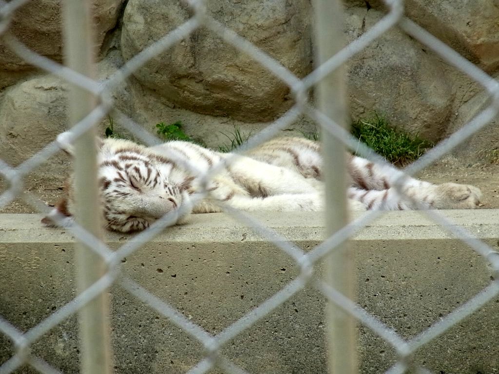 四つ子のホワイトタイガーの赤ちゃんに会ってきた (埼玉県 東武動物公園)