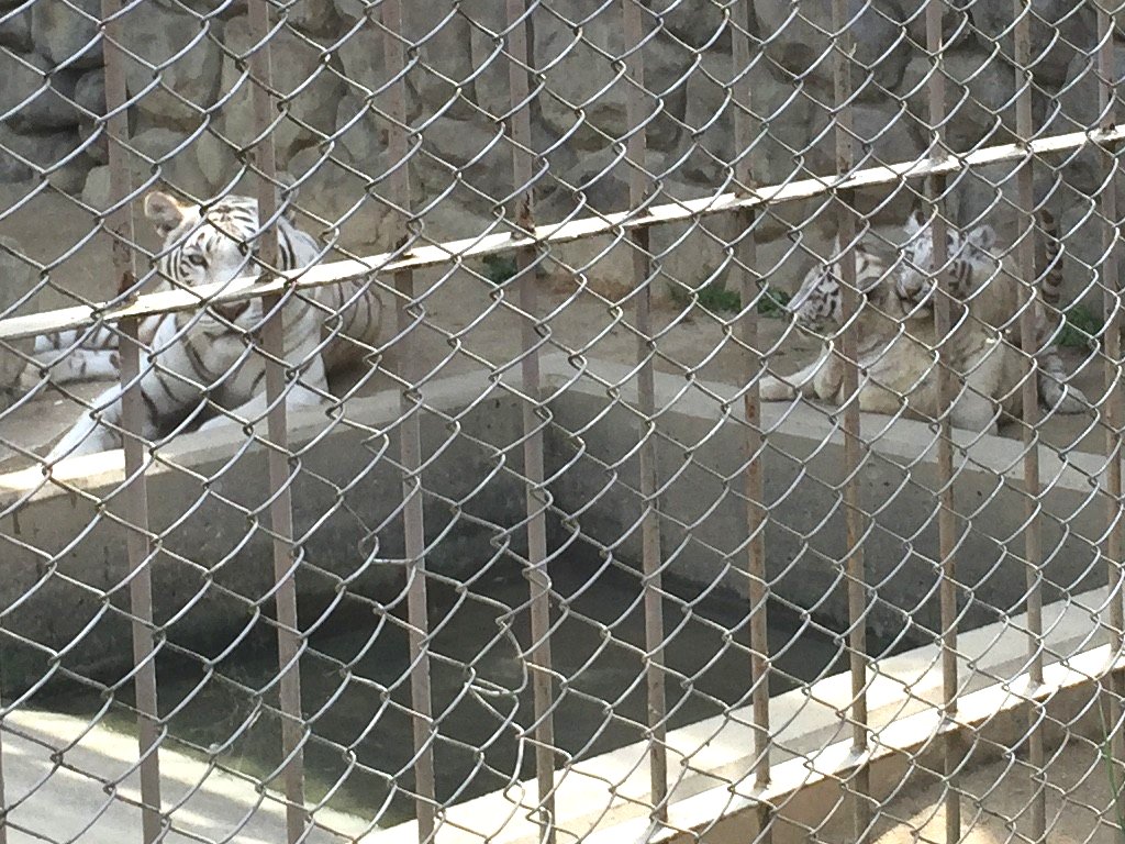 四つ子のホワイトタイガーの赤ちゃんに会ってきた (埼玉県 東武動物公園)