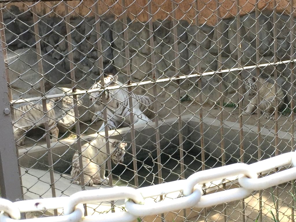 四つ子のホワイトタイガーの赤ちゃんに会ってきた (埼玉県 東武動物公園)