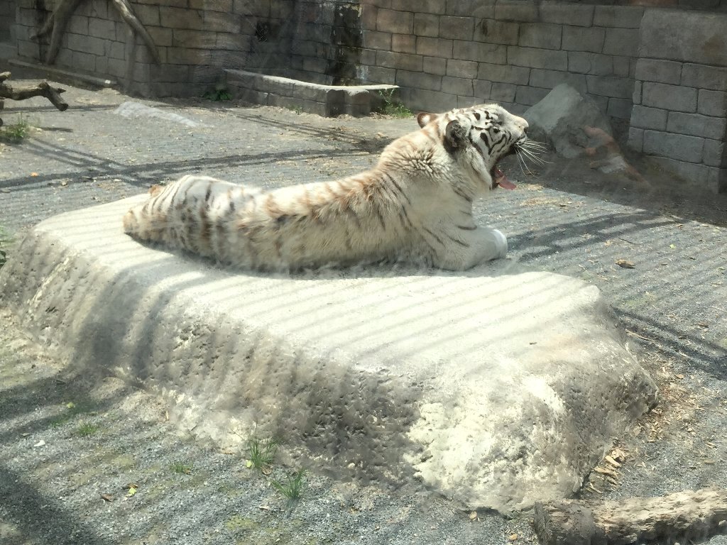 四つ子のホワイトタイガーの赤ちゃんに会ってきた (埼玉県 東武動物公園)