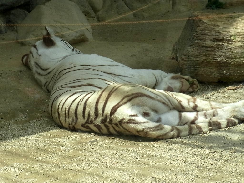 四つ子のホワイトタイガーの赤ちゃんに会ってきた (埼玉県 東武動物公園)