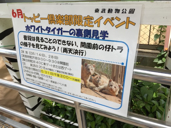 四つ子のホワイトタイガーの赤ちゃんに会ってきた (埼玉県 東武動物公園)