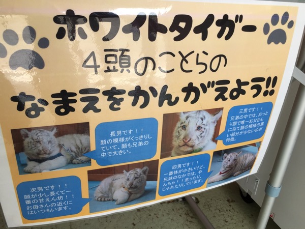 四つ子のホワイトタイガーの赤ちゃんに会ってきた (埼玉県 東武動物公園)