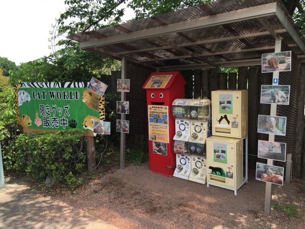 四つ子のホワイトタイガーの赤ちゃんに会ってきた (埼玉県 東武動物公園)