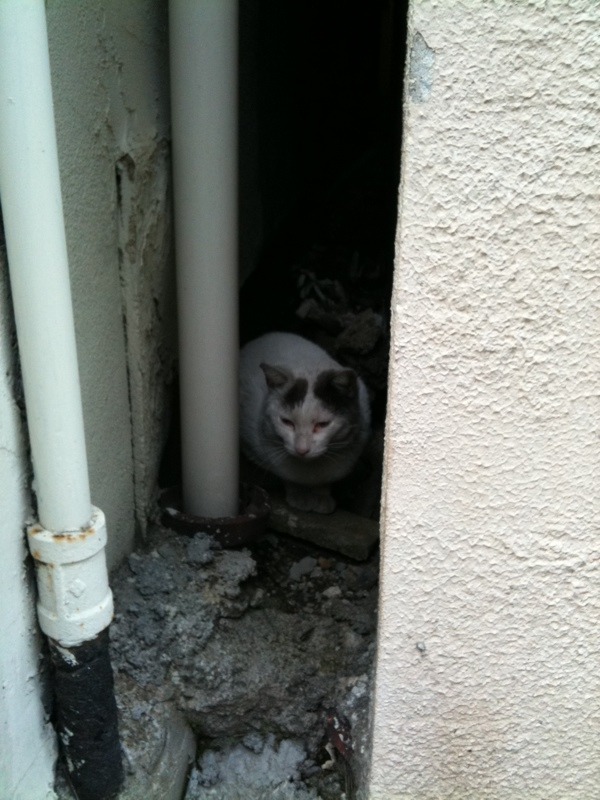 sora cafeのすぐ横の隙間で猫が鳴いていたなう。 - Photo: sora cafeのすぐ横の隙間で猫が鳴いていたなう。 - Photo: