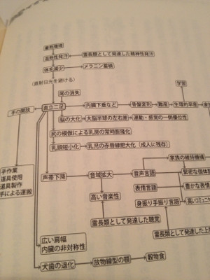 直立歩行から生じる人類の特徴 (真家和生『自然人類学入門』技報堂出版、2007 より) - 学んでみると自然人類学はおもしろい