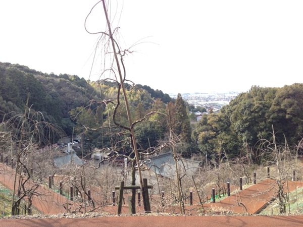 梅園。 梅園。