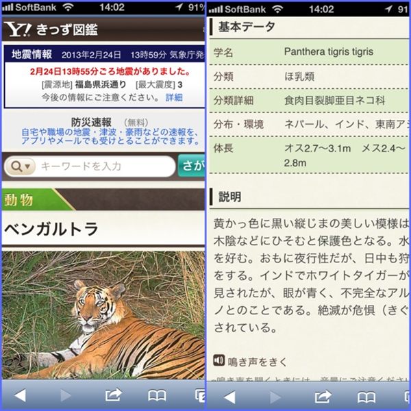 Yahoo! きっず図鑑でホワイトタイガーを検索したらベンガルトラしかヒットしない。まあそうだよね。。。 Yahoo! きっず図鑑でホワイトタイガーを検索したらベンガルトラしかヒットしない。まあそうだよね。。。